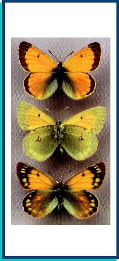 Colias hecla 