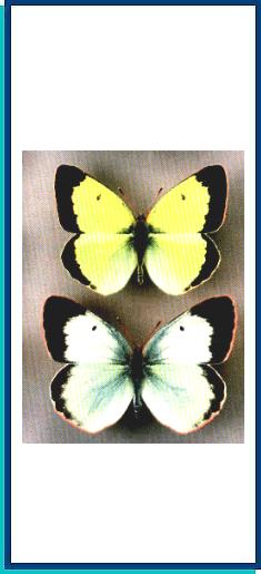 Colias palaeno 