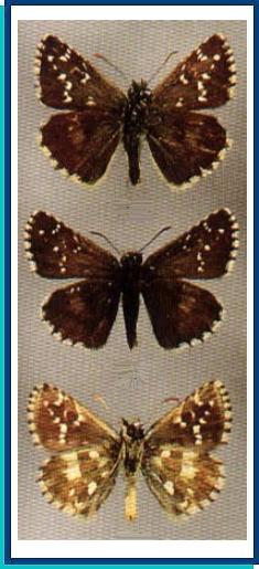  Pyrgus speyeri (Staudinger, 1887)