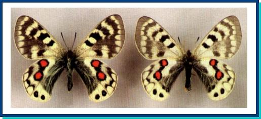 Parnassius cardinal