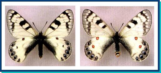 Parnassius loxias