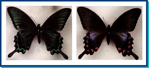 Papilio bianor