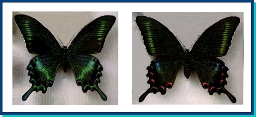 Papilio maackii