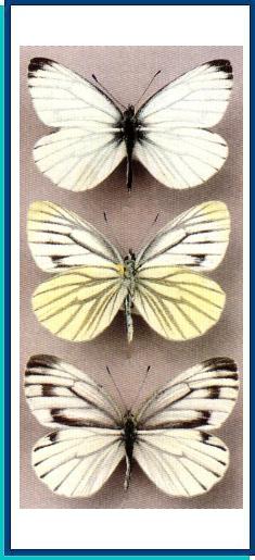 Pieris melete