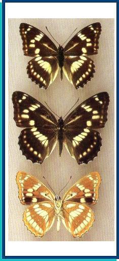 Athymodes nycteis  Menetries, 1859 