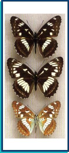  Limenitis doerriesi Staudinger, 1892  