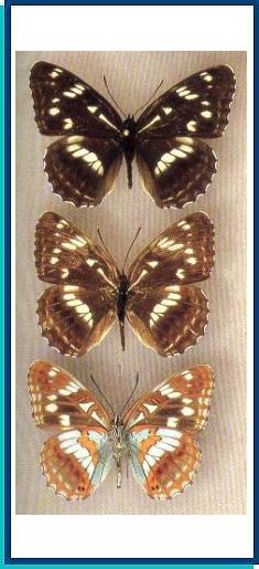   Limenitis helmanni  Lederer, 1853 