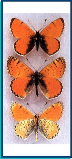  Melitaea fergana Staudinger, 1882 