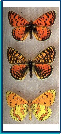  Melitaea (didyma) interrupta Kolenati, 1846 