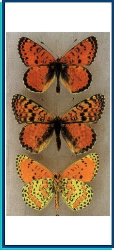  Melitaea ninae  Sheljuzhko, 1935 