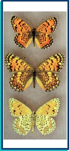  Melitaea sibina Alpheraky, 1881  