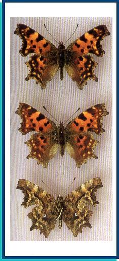  Polygonia c-album (Linnaeus, 1758) 