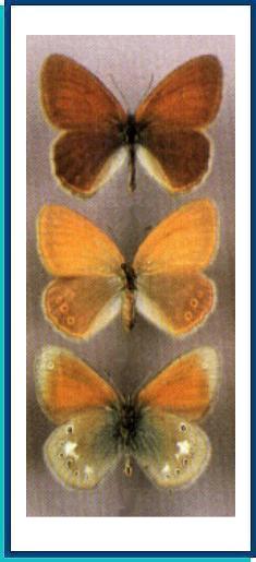    Coenonympha glycerion (Borkhausen, 1788)    