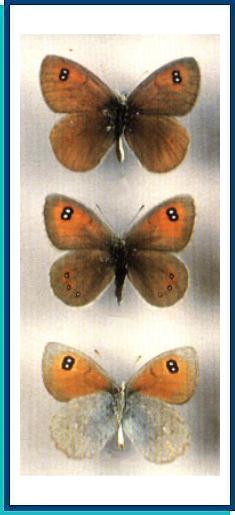    Erebia callias   Edwards, 1871    