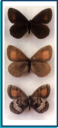    Erebia fasciata   Butler, 1868    