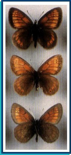    Erebia kefersteini   (Eversmann, 1851)    