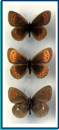     Erebia meta   Staudinger, 1886   