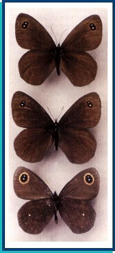     Erebia wanga  Bremer, 1864   